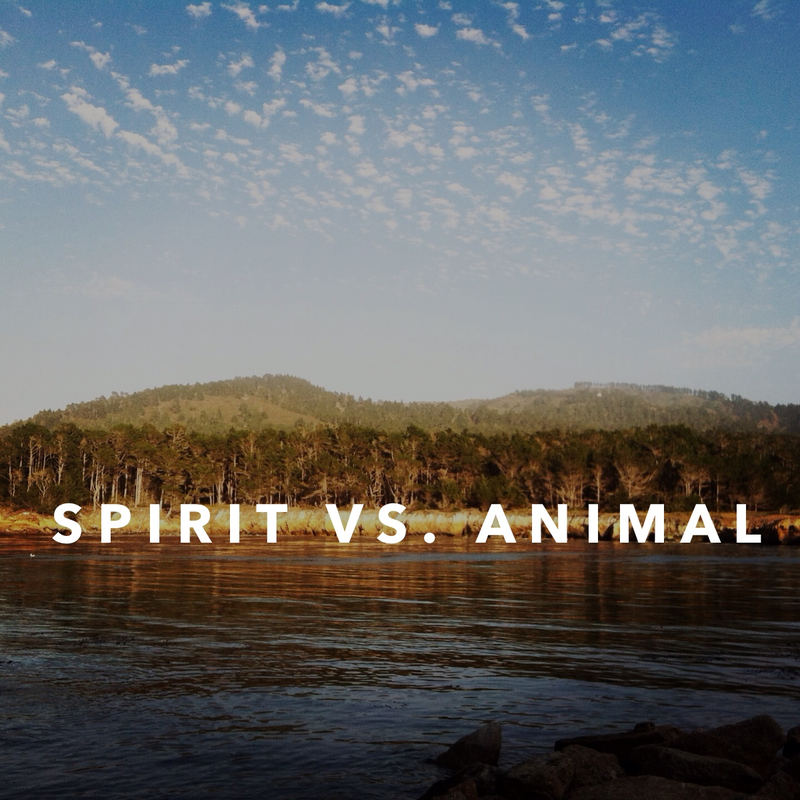 Illustration for article titled Spirit vs. Animal